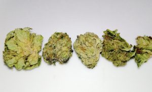 Cannabis Forum | Brantford